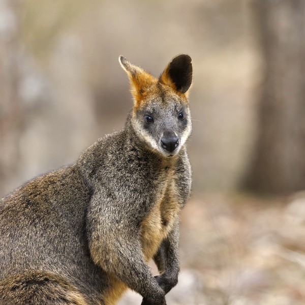 WALLABY