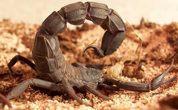 SCORPION