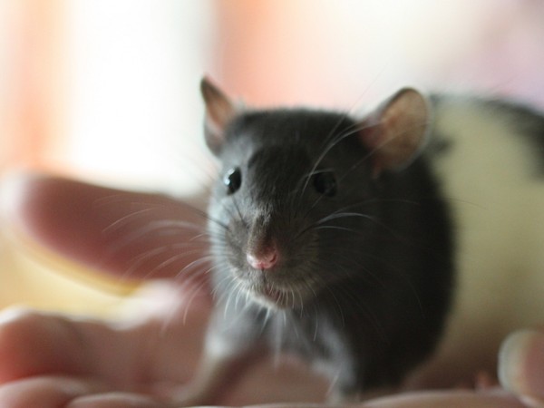 RAT