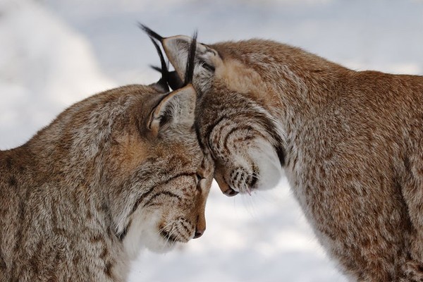 LYNX