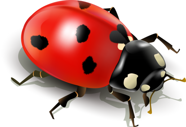 COCCINELLE 3