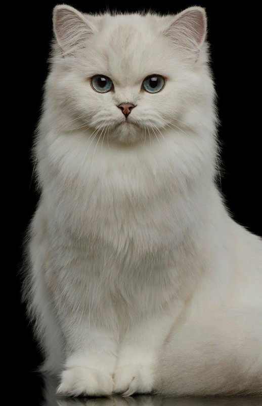CHAT 7
