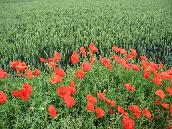 COQUELICOTS