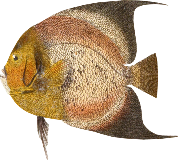 POISSON