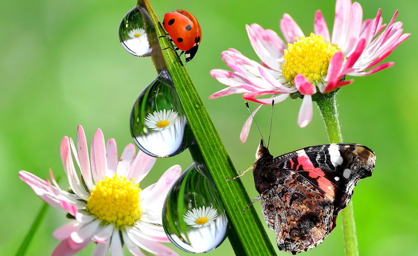 COCCINELLE