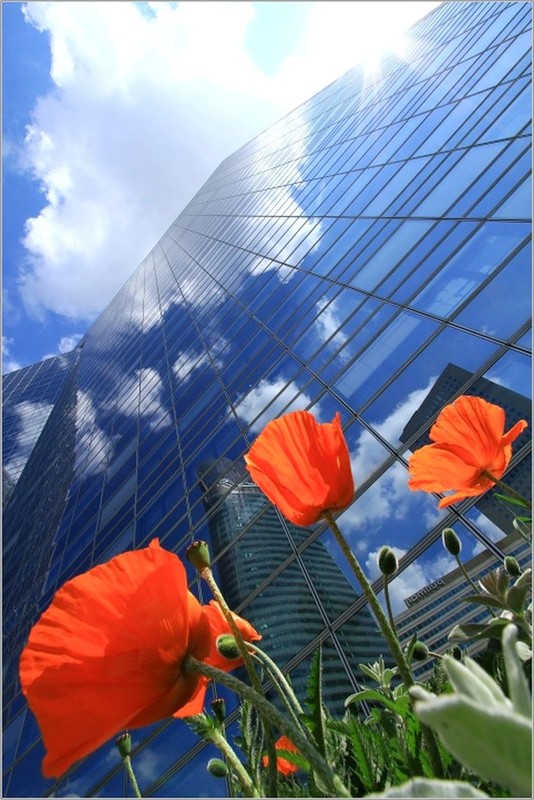 COQUELICOTS