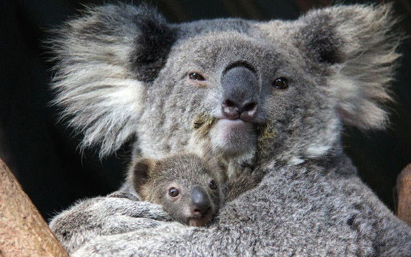 KOALAS