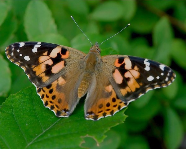 PAPILLON