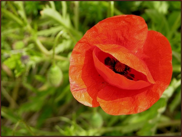 COQUELICOT