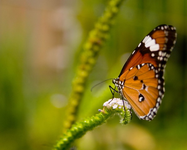 PAPILLON