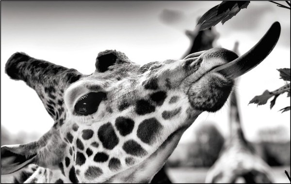 GIRAFE