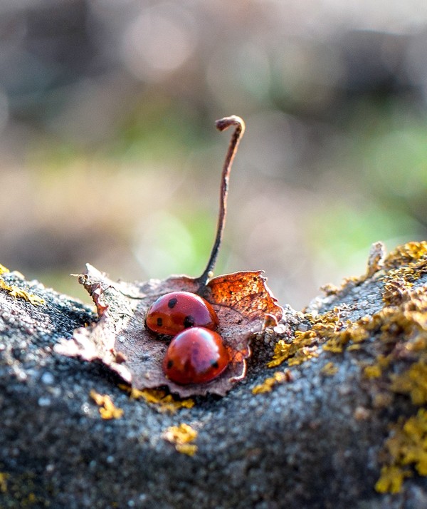 COCCINELLES