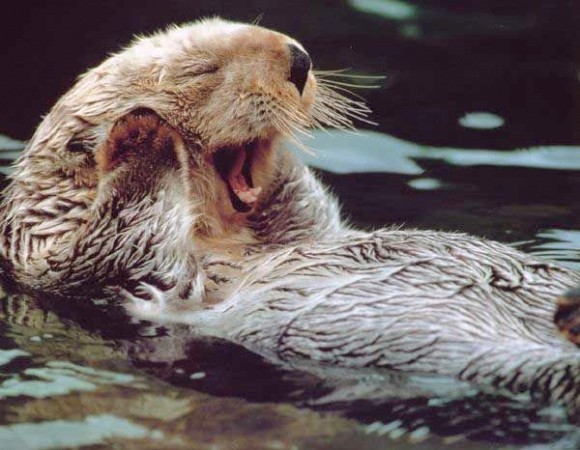 LOUTRE