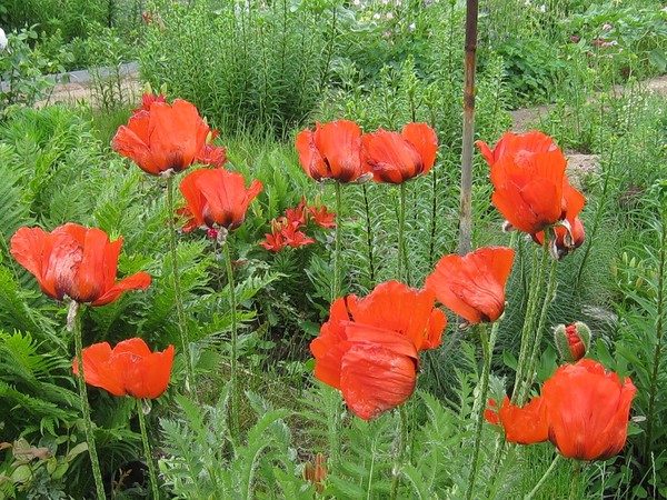 COQUELICOTS