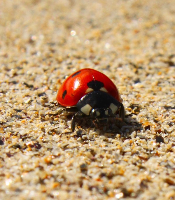 COCCINELLE