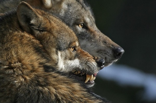 LOUPS