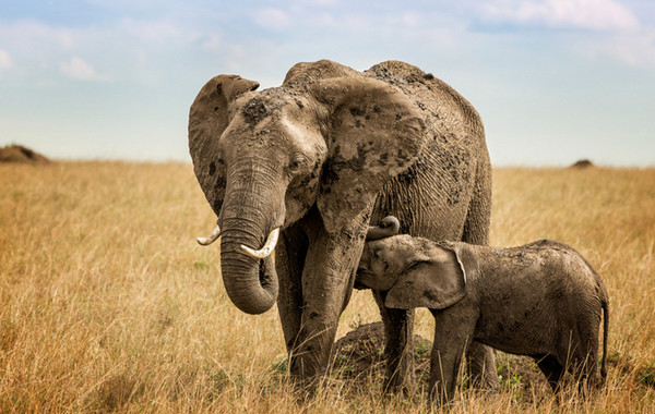 ELEPHANTS