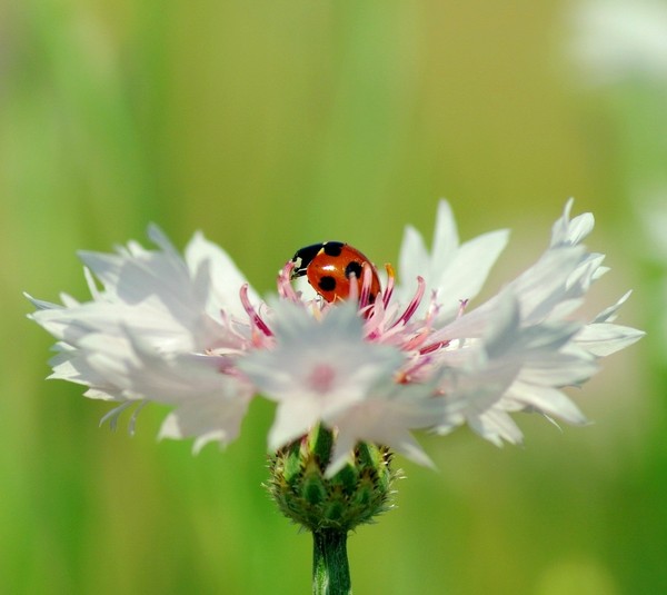 COCCINELLE