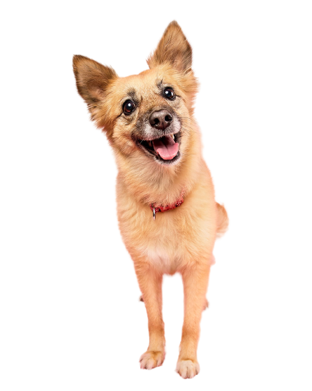 CHIEN 5