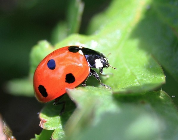 COCCINELLE