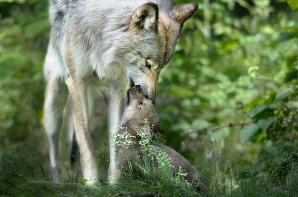 LOUPS