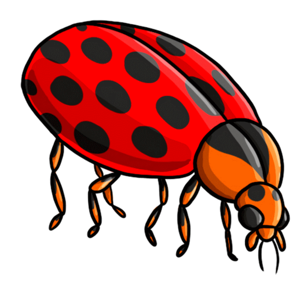 COCCINELLE