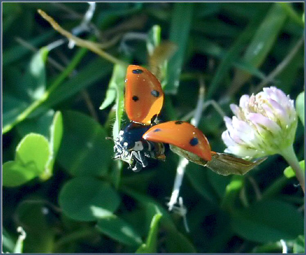 COCCINELLE