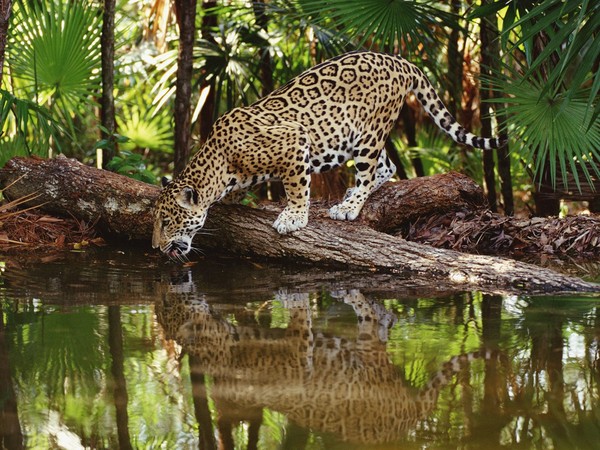 JAGUAR