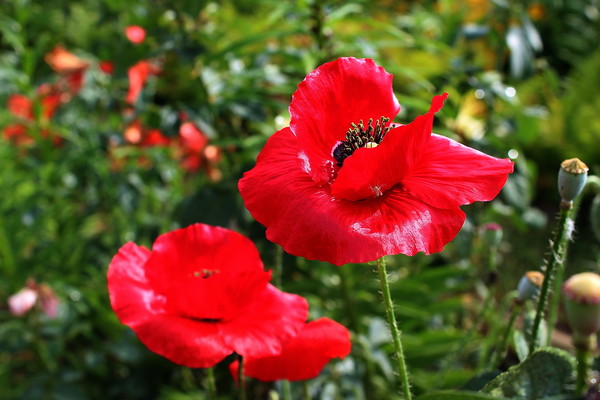 COQUELICOTS