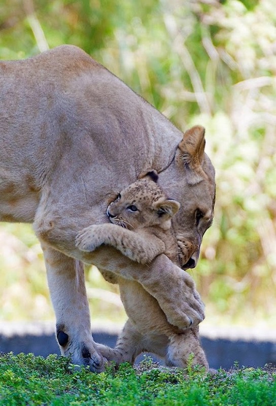 LIONNE ET LIONCEAU