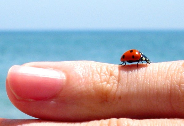 COCCINELLE