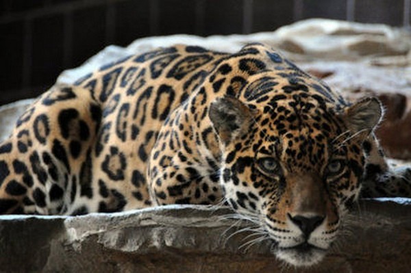 LEOPARD