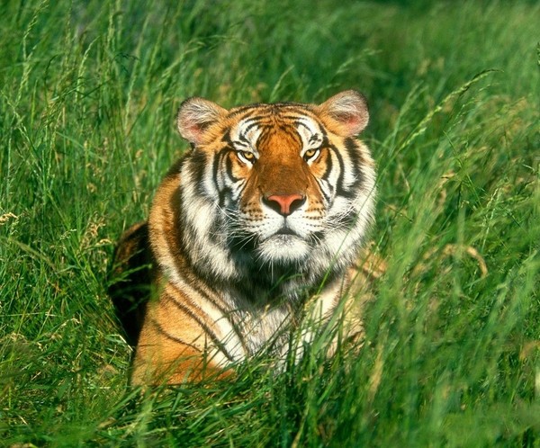 TIGRE