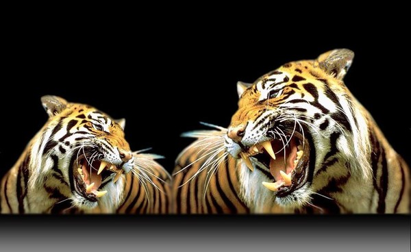 TIGRES