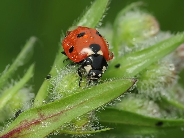 COCCINELLE