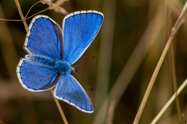 PAPILLON