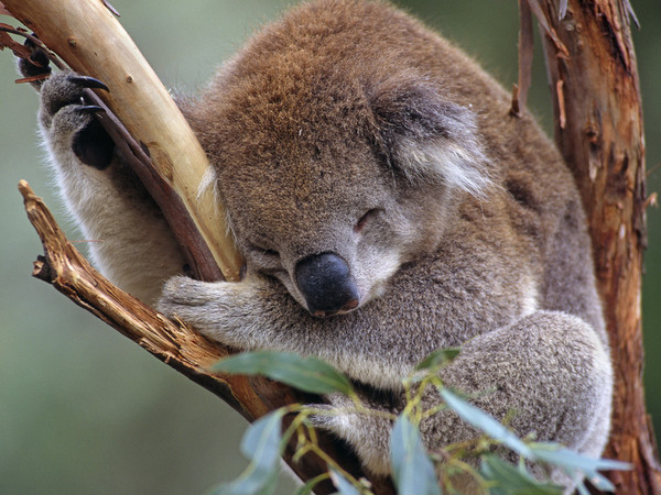 KOALA