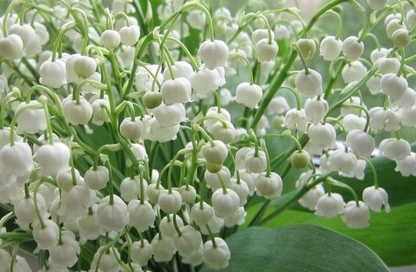 LE MUGUET