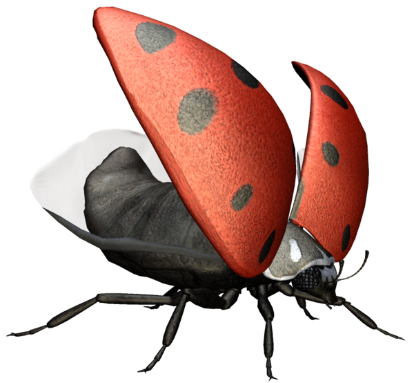 COCCINELLE