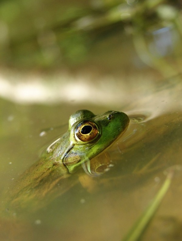 GRENOUILLE