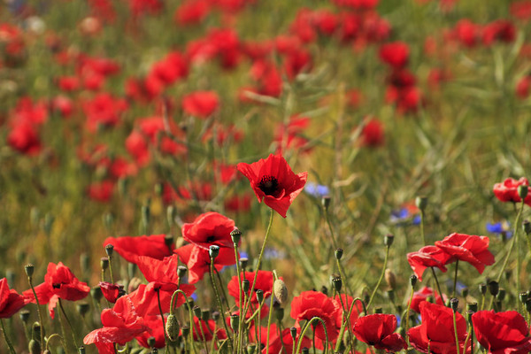 COQUELICOTS