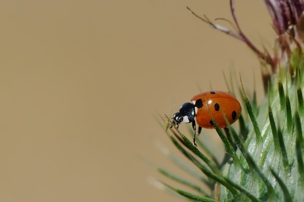 COCCINELLE