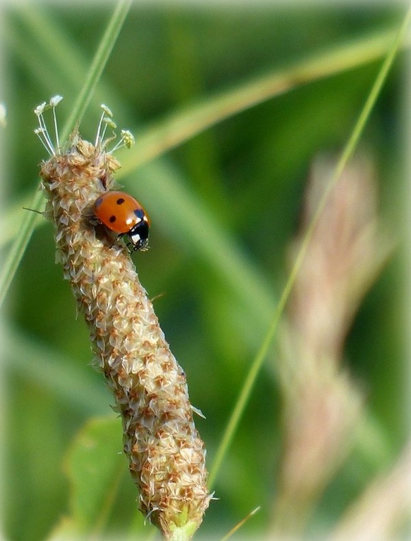 COCCINELLE