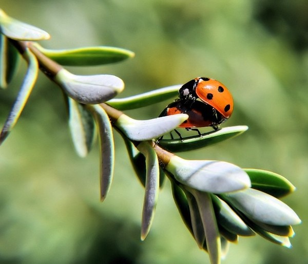 COCCINELLE