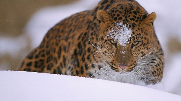 LEOPARD