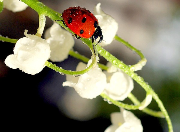 COCCINELLE