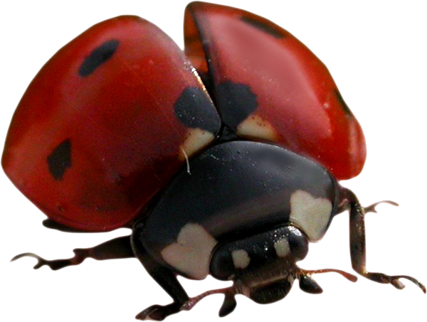 COCCINELLE