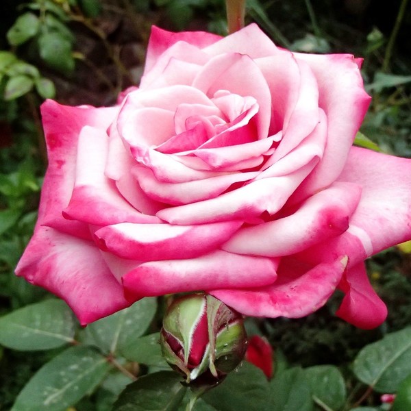 ROSES 4