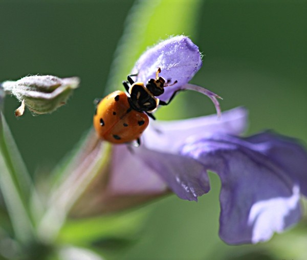 COCCINELLE