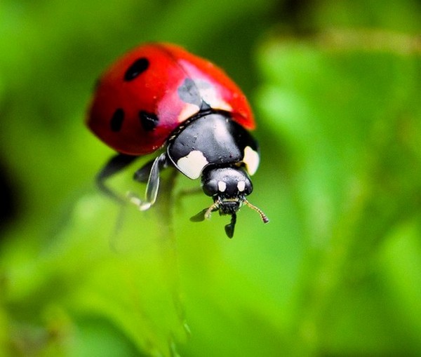 COCCINELLE